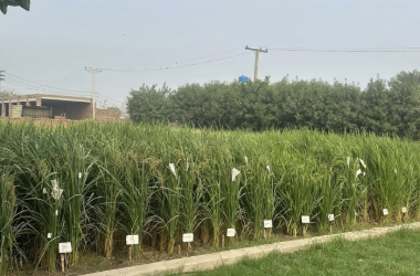 adobe express file (15)