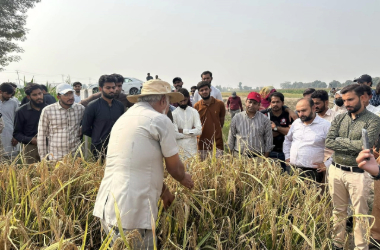 adobe express file (2)